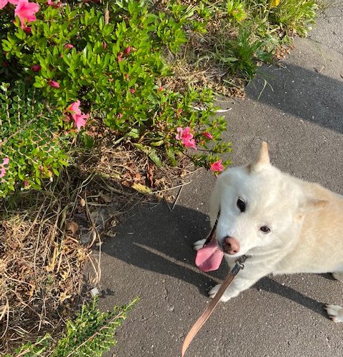 つつじ！つつじだよママさん！