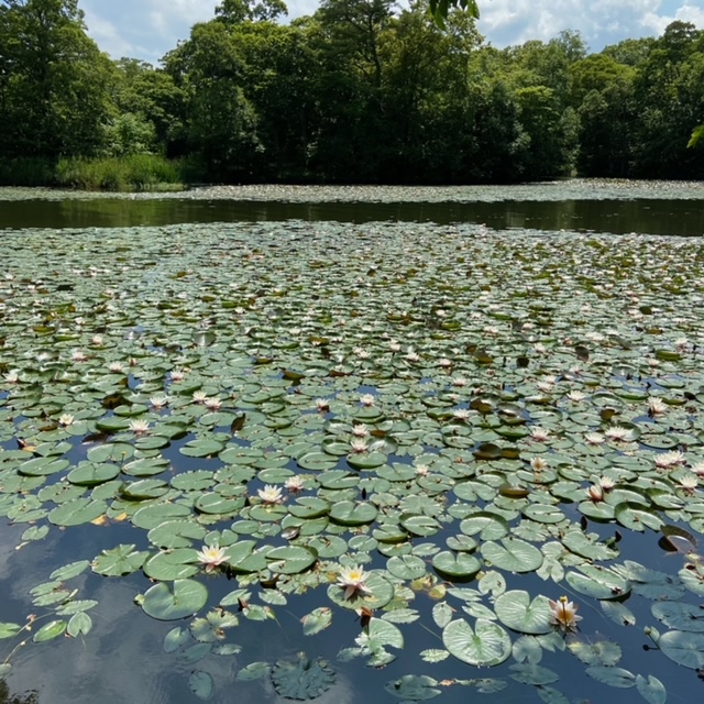 大沼公園。